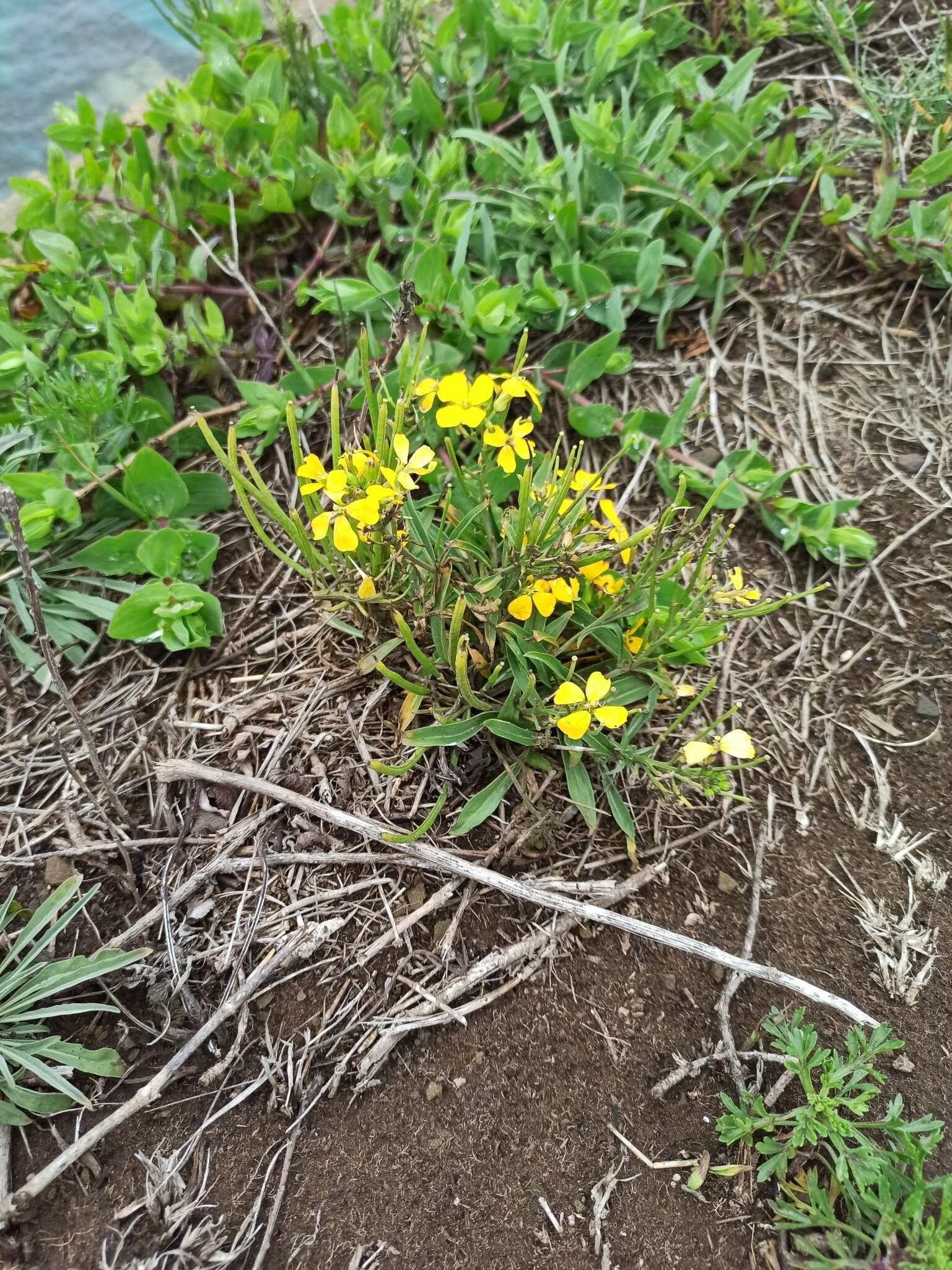 Image of Erysimum amurense Kitag.