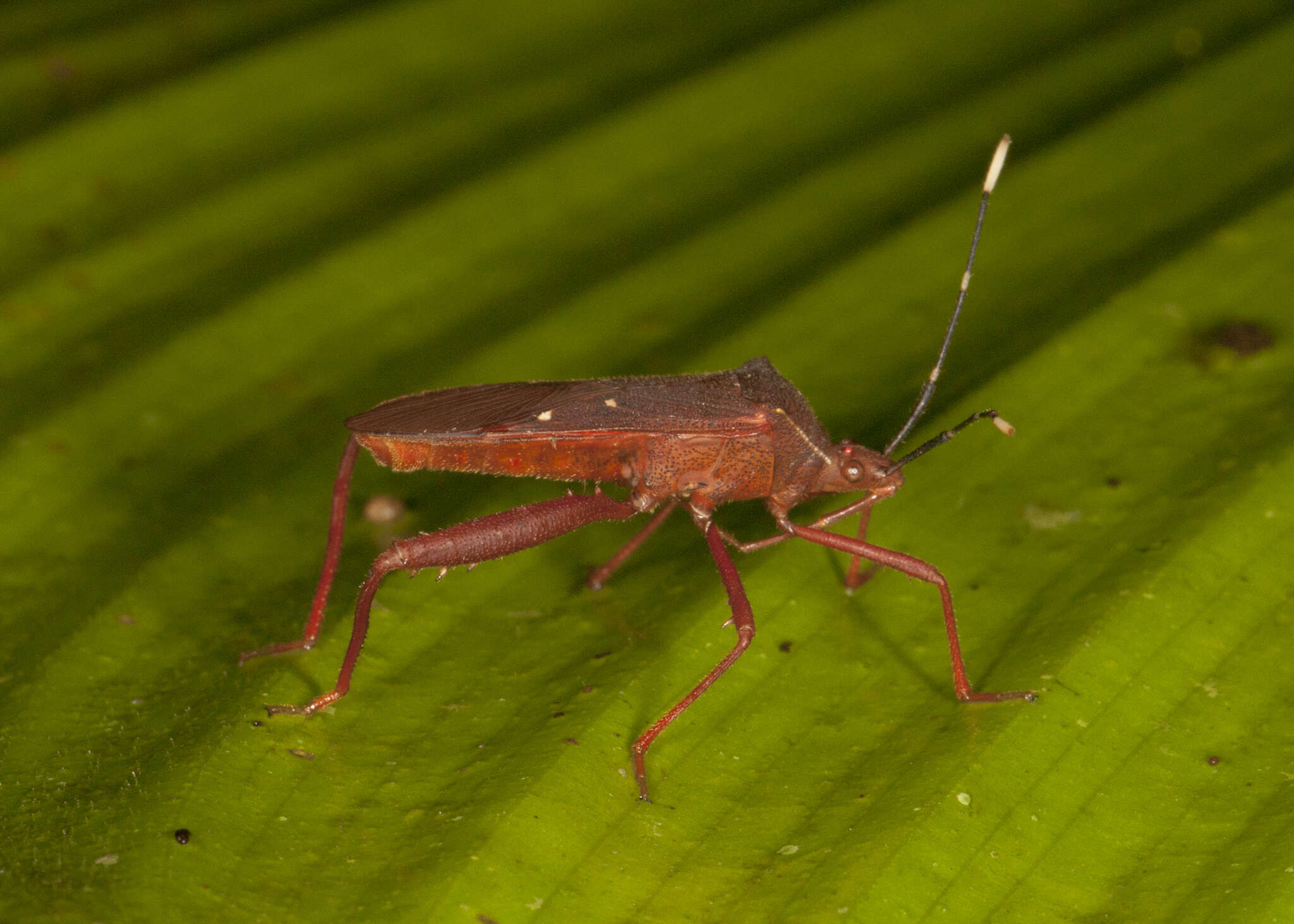 Image of Leptoscelis quadrisignatus (Distant 1881)