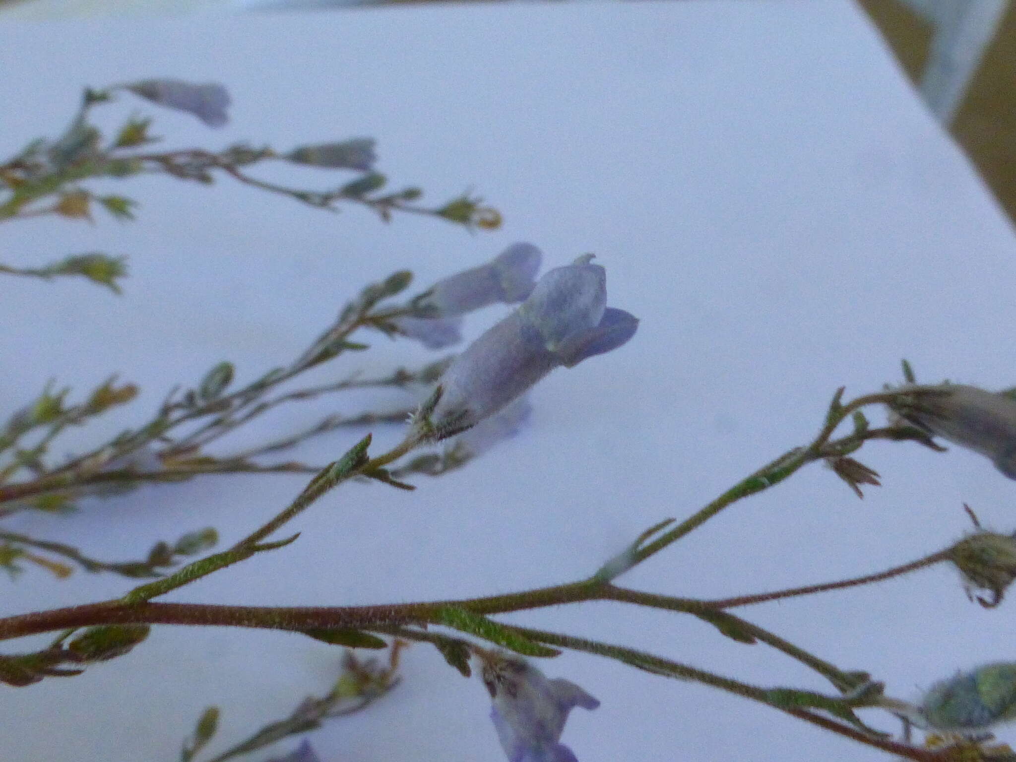 Imagem de Wahlenbergia paniculata (L. fil.) A. DC.