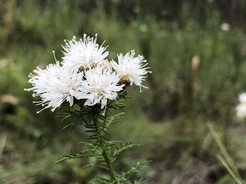 Dalea pinnata var. pinnata resmi