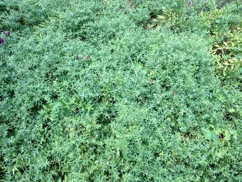 Image of aromatic aster