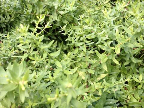 Image of aromatic aster