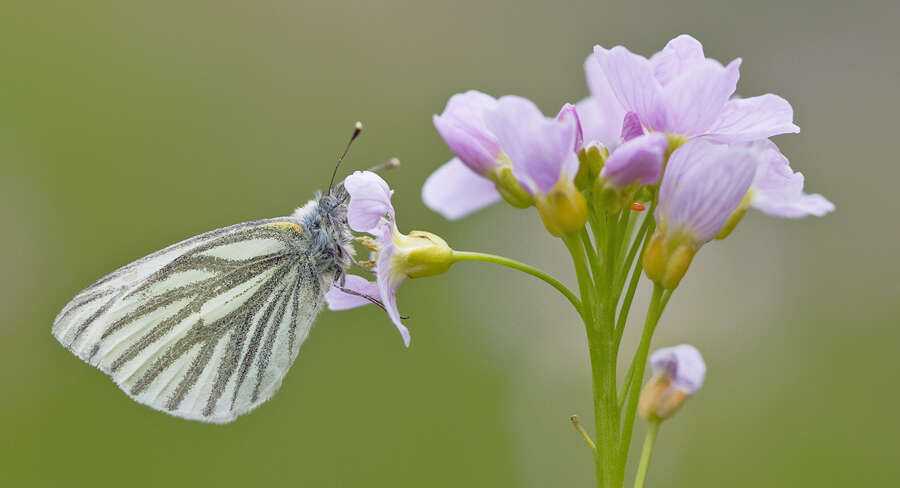 Plancia ëd Pieris napi (Linnaeus 1758)