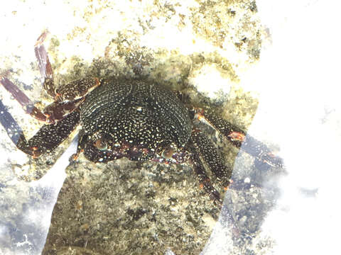 Image of Natal lightfoot crab