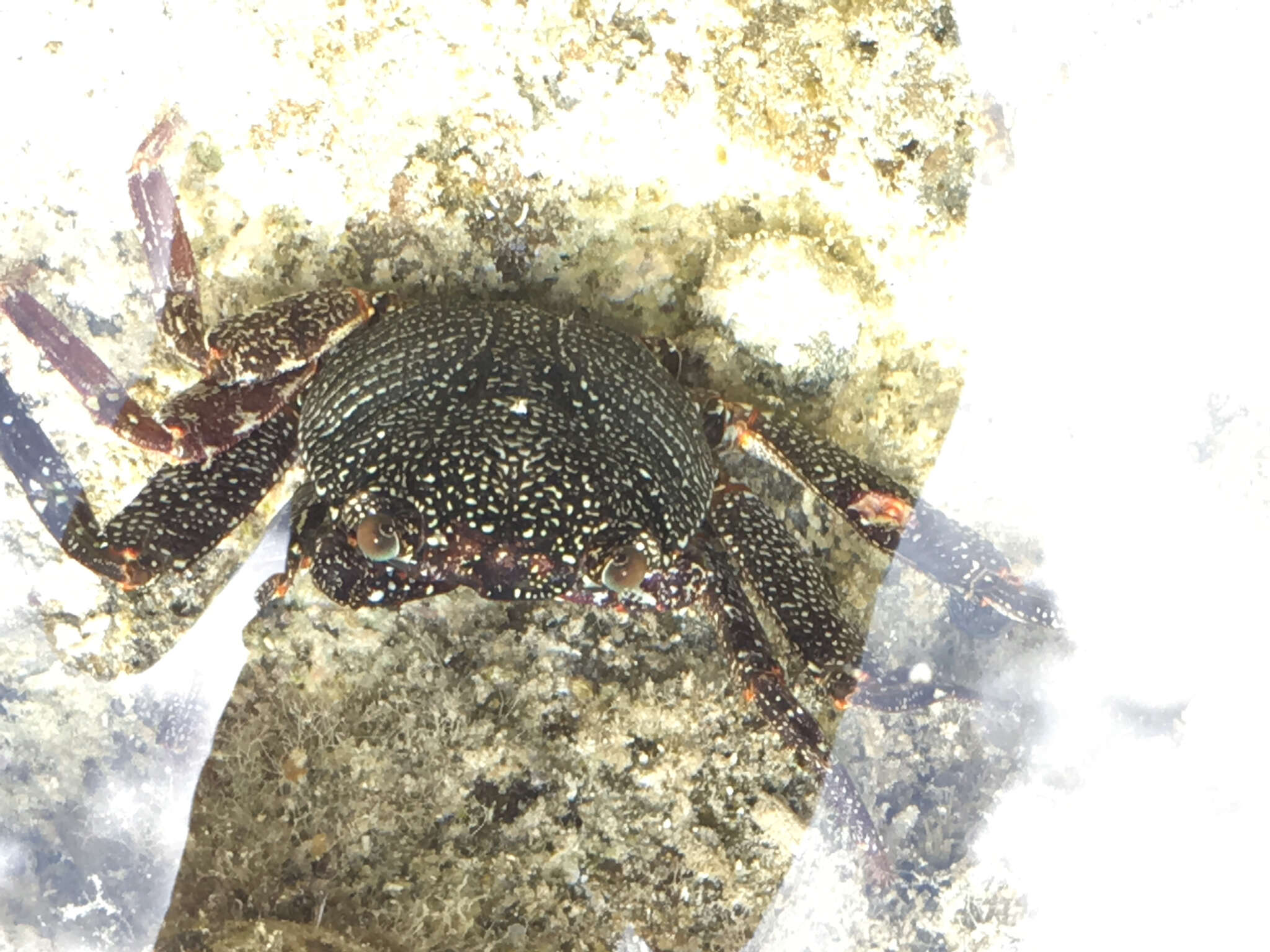 Image of Natal lightfoot crab