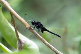 Image of Black Pondhawk