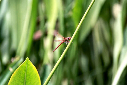 Image of Red-veined Meadowhawk