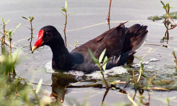 Image of Common Gallinule