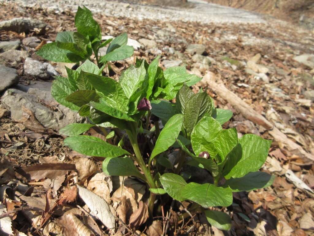 Image of Scopolia japonica Maxim.