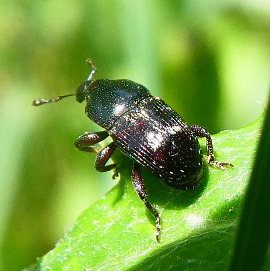 Image of Maurobaris spoliata Alonso-Zarazaga 2005