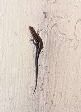 Image of Southeastern Five-lined Skink