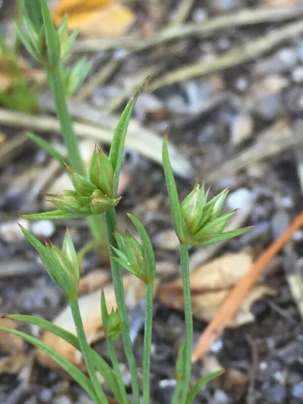 Image of dwarf rush