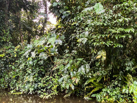 Montrichardia arborescens (L.) Schott的图像