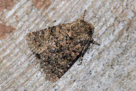 Image of Recoropha
