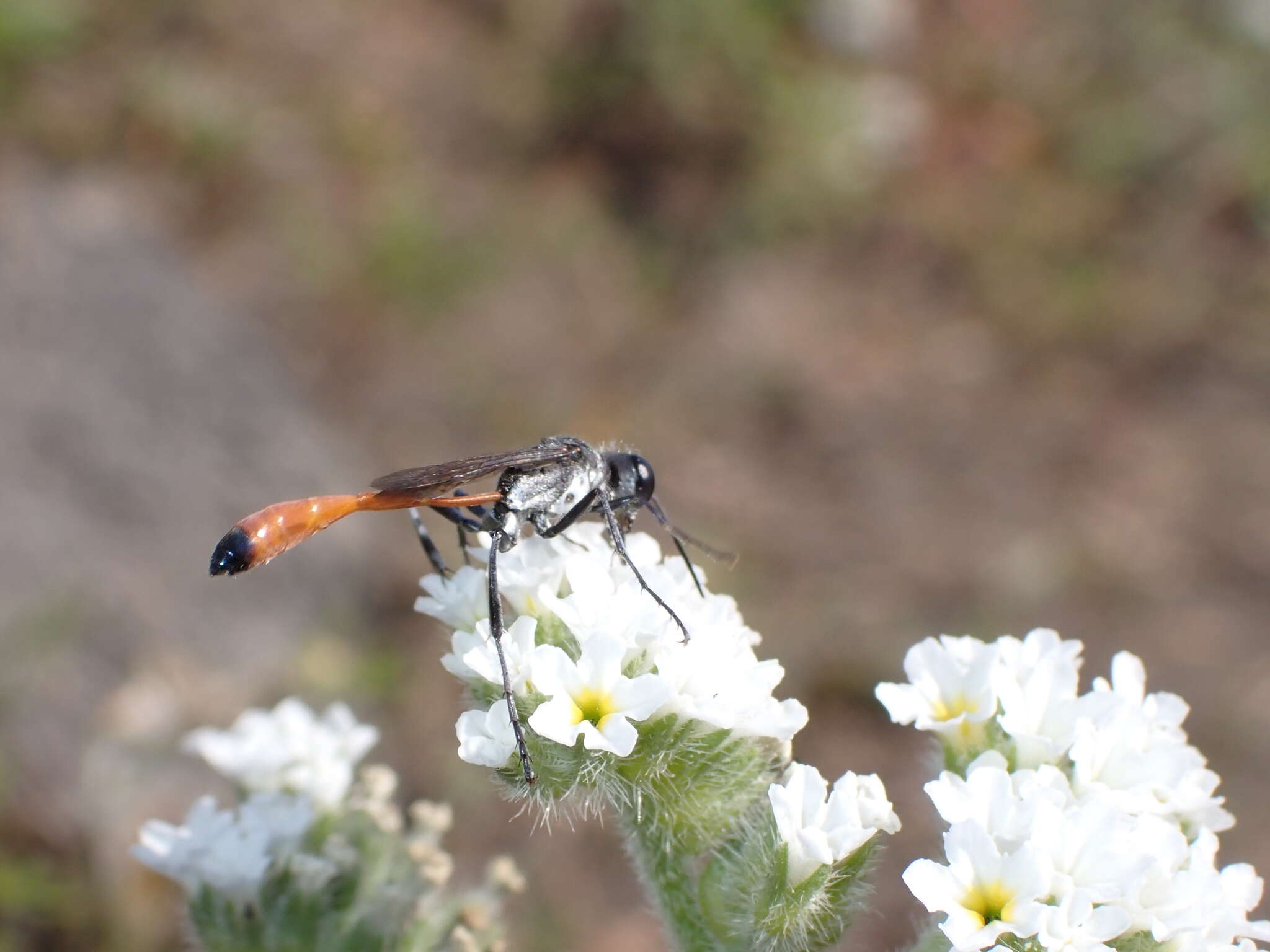 Imagem de Ammophila terminata terminata F. Smith 1856