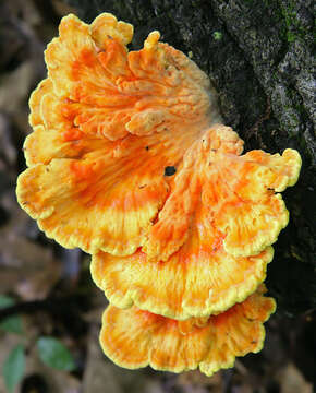 Image of Bracket Fungus