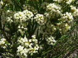 Image de Ozothamnus cupressoides Puttock & D. J. Ohlsen