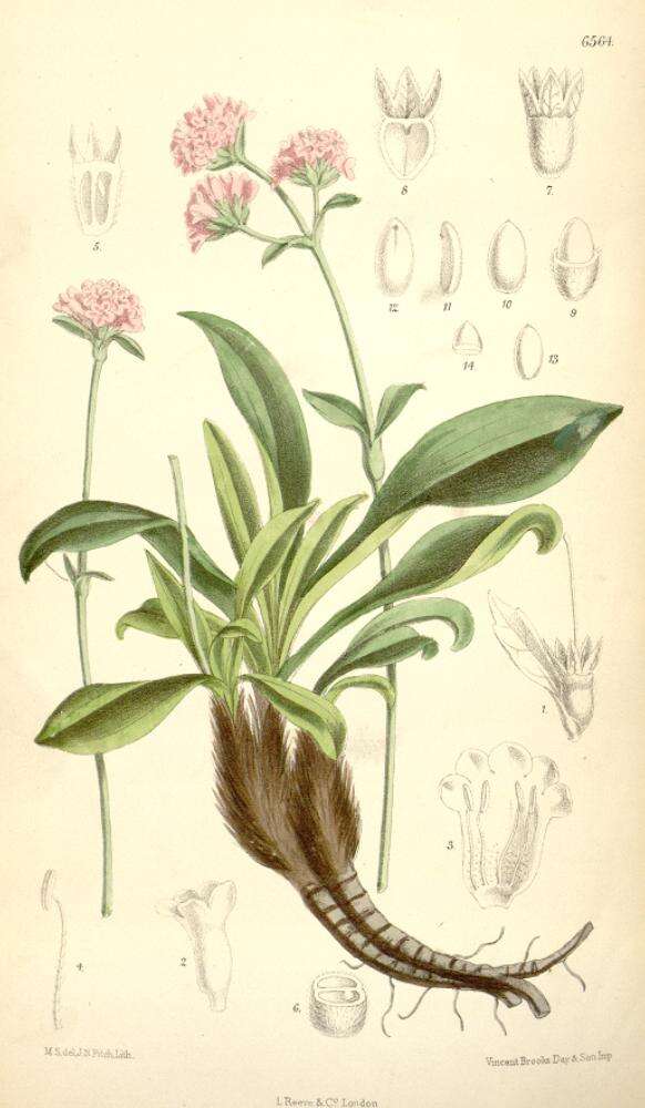 Image of Nardostachys