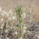 Image de Plantago sect. Psyllium