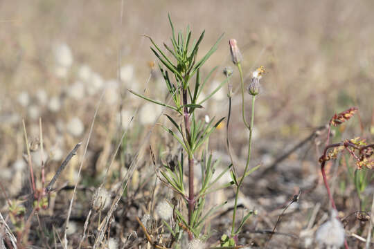 Image of Plantago sect. Psyllium