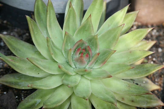 Image of Echeveria agavoides Lem.