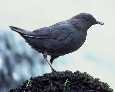 Image of American Dipper