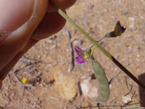 Image of Tephrosia dregeana E. Mey.