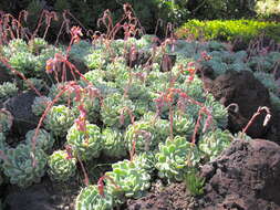 Image of Echeveria elegans Rose