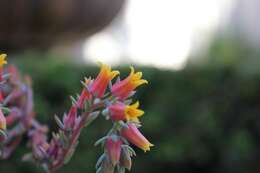 Image of Echeveria elegans Rose