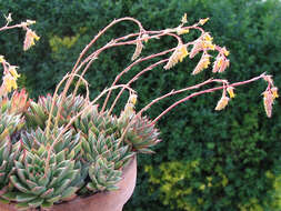 Image of Echeveria pulidonis Walther