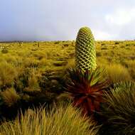 Image of Lobelia deckenii (Asch.) Hemsl.