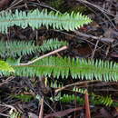 Sivun Nephrolepis exaltata subsp. hawaiiensis W. H. Wagner kuva