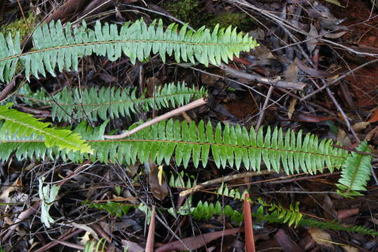 Sivun Nephrolepis exaltata subsp. hawaiiensis W. H. Wagner kuva