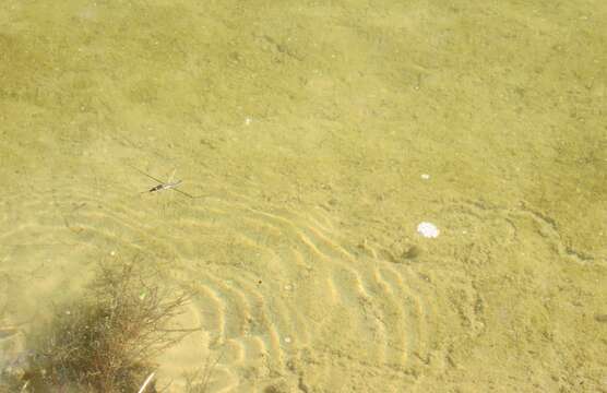 Image of water striders