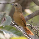 Image of White-lored Spinetail