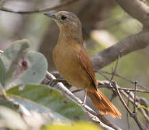 Image of White-lored Spinetail