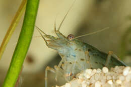 Image of Caridina multidentata