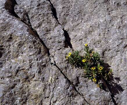 Imagem de Senecio keniophytum R. E. Fr.