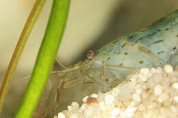 Image of Caridina multidentata