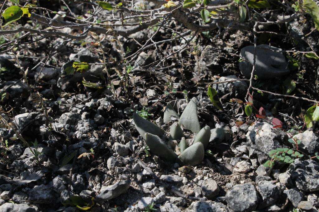 Image of <i>Ariocarpus retusus</i> subsp. <i>scapharostroides</i>