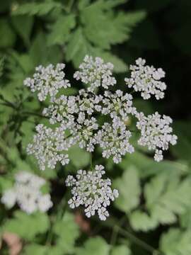 Image of rough chervil