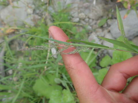 Plancia ëd Muhlenbergia frondosa (Poir.) Fernald