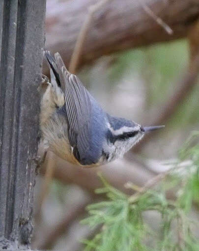 Imagem de Sitta canadensis Linnaeus 1766