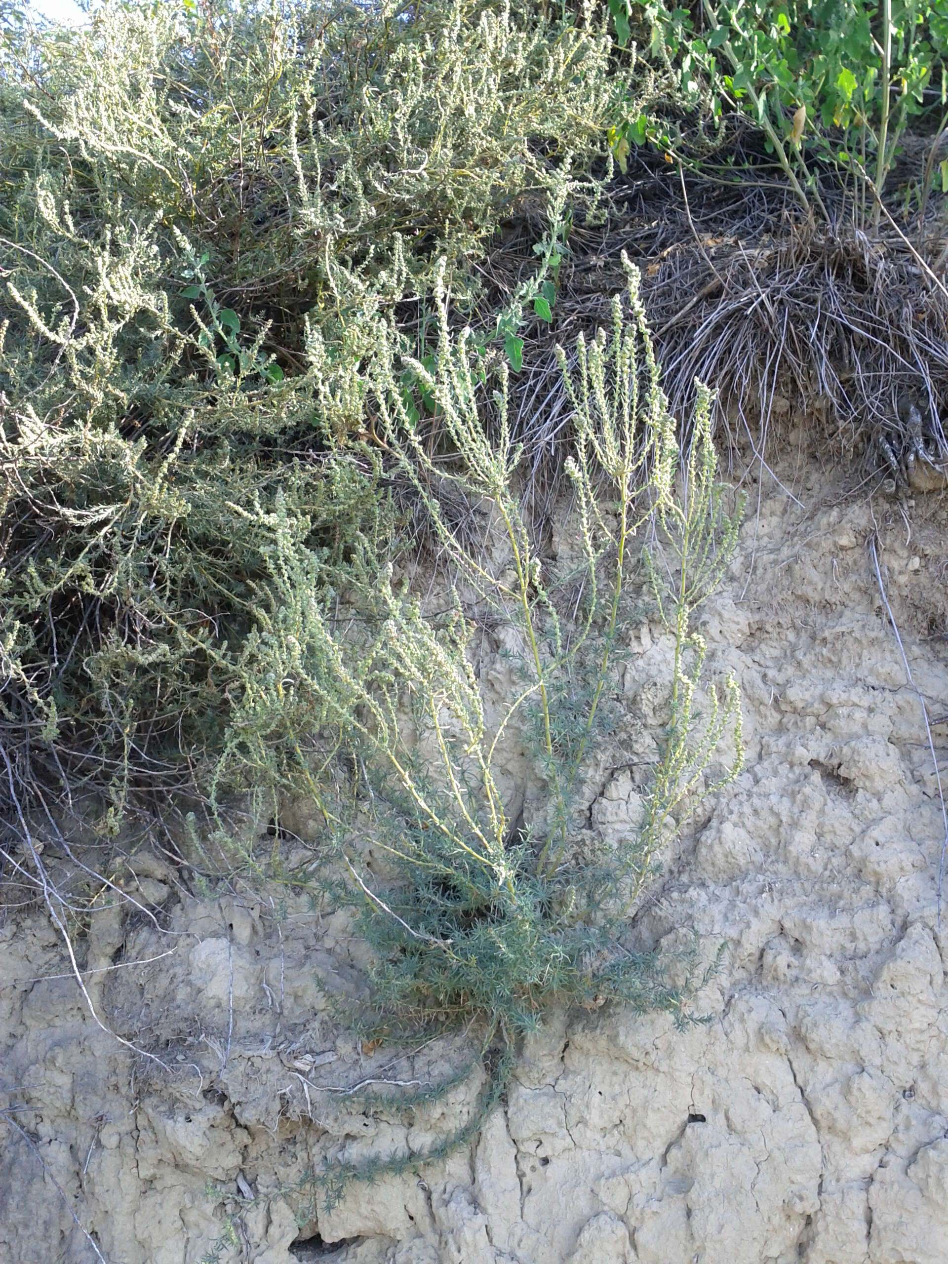 Image of forage kochia