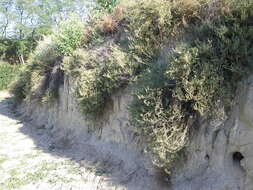 Image of forage kochia