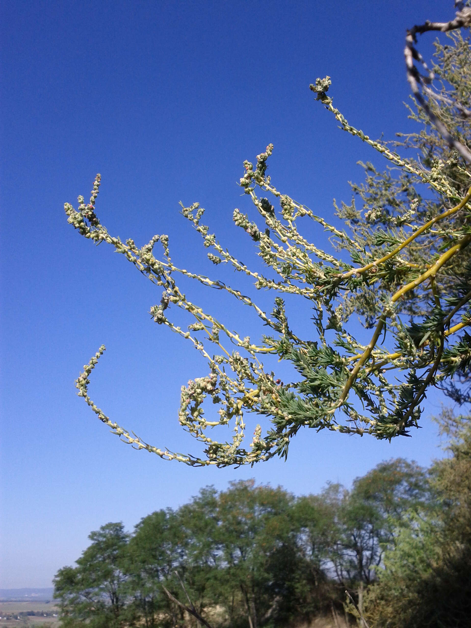 Image of forage kochia