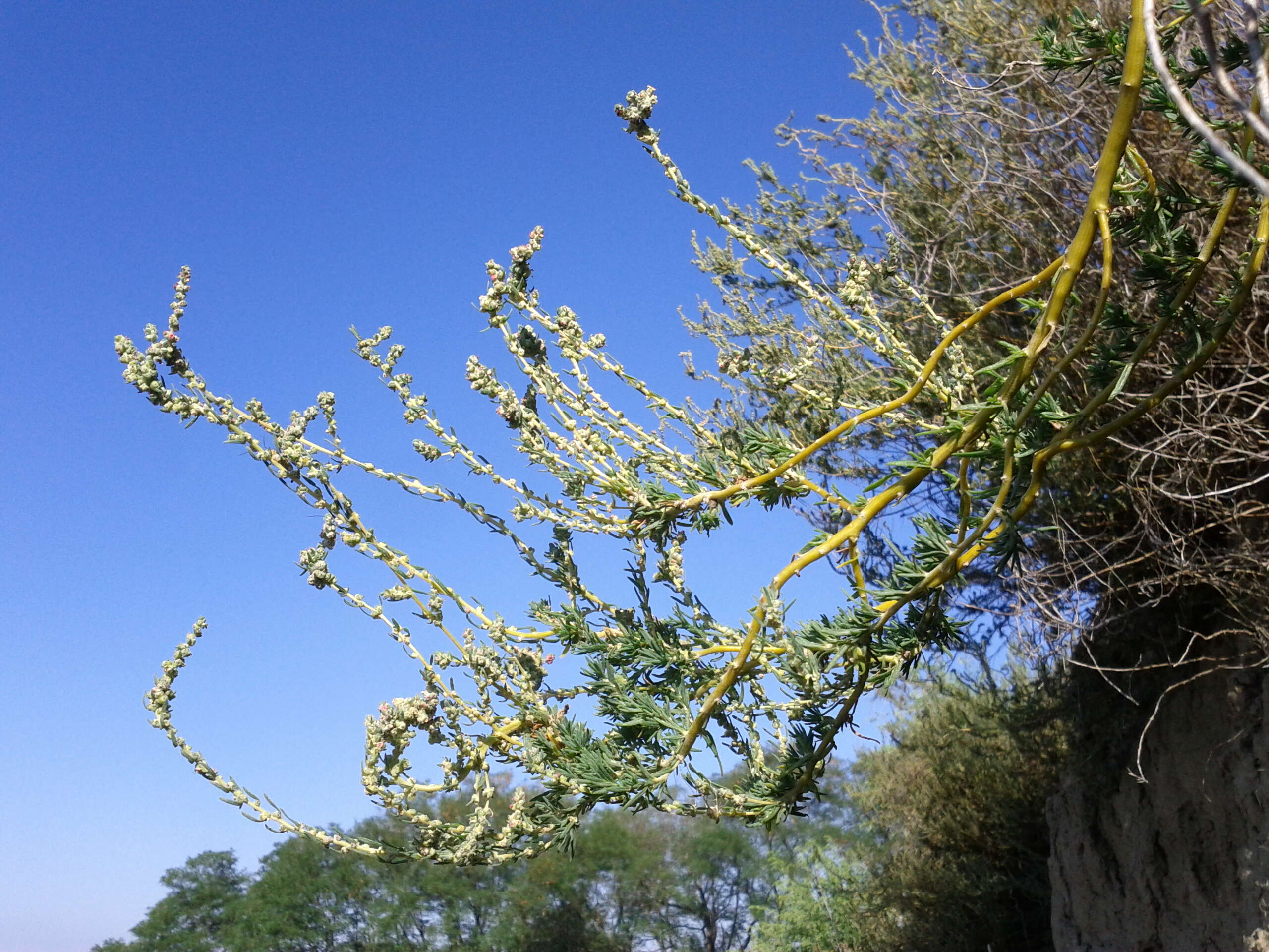 Image of forage kochia