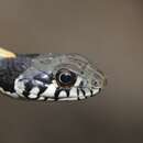 Thamnophis cyrtopsis (Kennicott 1860) resmi