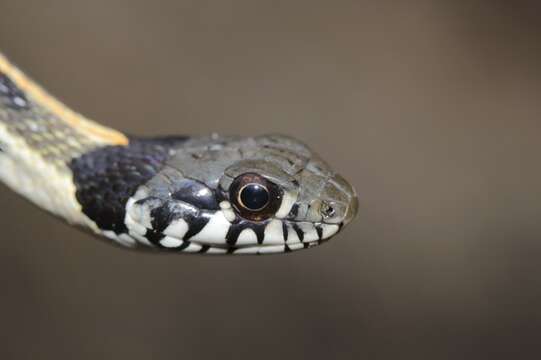 Thamnophis cyrtopsis (Kennicott 1860)的圖片