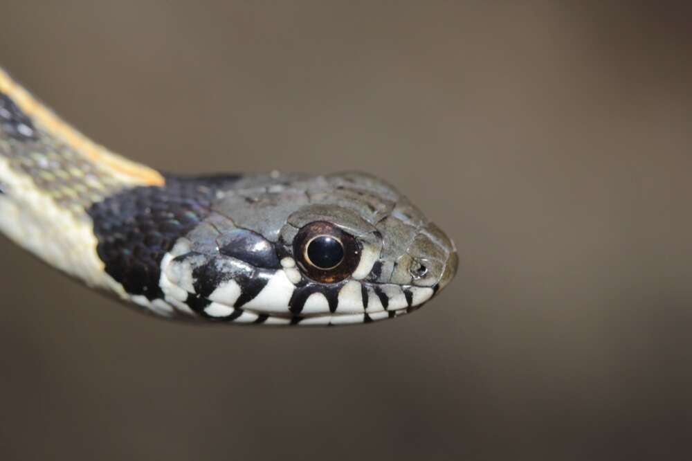 Image of Blackneck Garter Snake